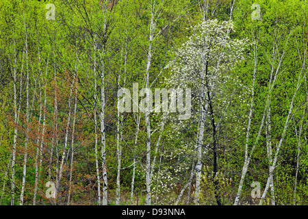 Boschetto di betulle con molla emergenti fogliame e fioritura pincherry Killarney Ontario Canada Foto Stock