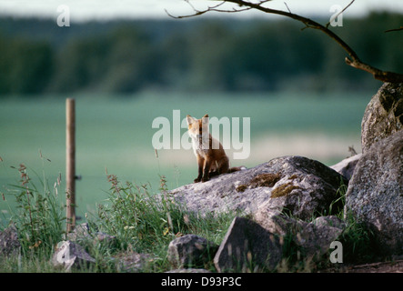 Fox cub seduta su roccia Foto Stock