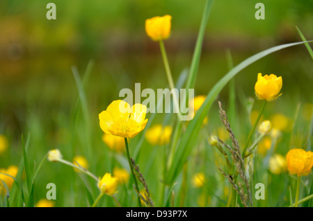 Ranuncolo giallo fiori al vento in erba Foto Stock