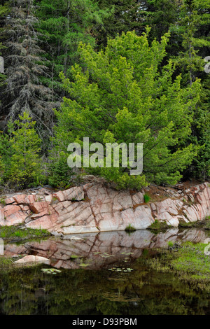 Scudo canadese affioramenti granitici si riflette in una beaver pond Killarney Ontario Canada Foto Stock