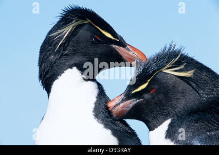 Pinguini saltaroccia. Foto Stock