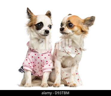 Due vestite i Chihuahua, 9 mesi di età, seduto accanto a ogni altra contro uno sfondo bianco Foto Stock