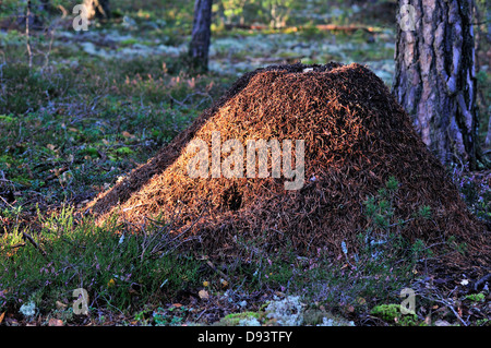 Formicaio in foresta Foto Stock