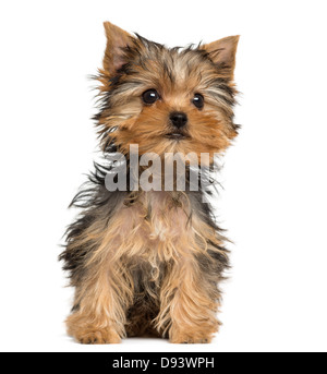 Yorkshire Terrier cucciolo, 3 mesi di età, seduti contro uno sfondo bianco Foto Stock
