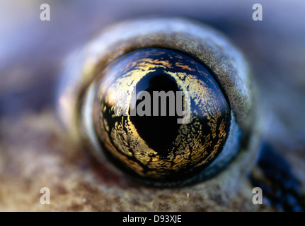 Extreme close-up di spadefoot rospi eye Foto Stock