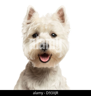 Close-up di un West Highland White Terrier, ansimando, 18 mesi di età, contro uno sfondo bianco Foto Stock