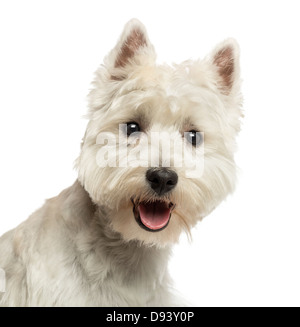 Close-up di un West Highland White Terrier, ansimando, 18 mesi di età, contro uno sfondo bianco Foto Stock