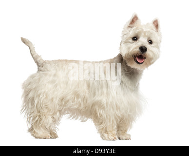 Vista laterale del West Highland White Terrier ansimando, 18 mesi di età, contro uno sfondo bianco Foto Stock