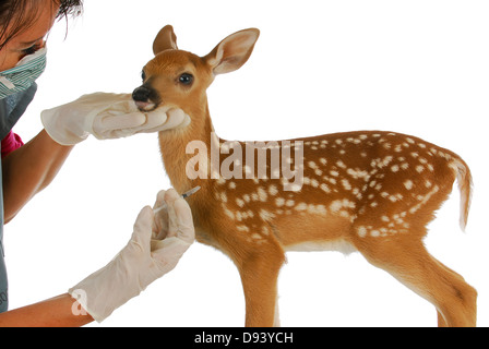 La fauna selvatica di assistenza veterinaria - veterinario dando ago per baby deer isolati su sfondo bianco Foto Stock