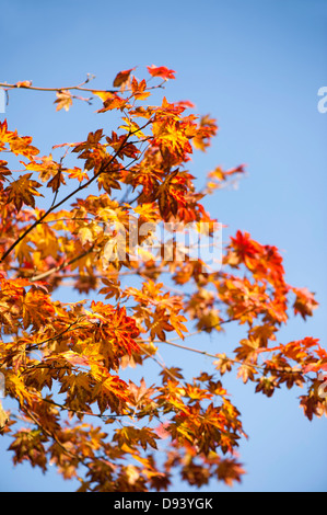 Acer shirasawanum, Shirasawa acero in autunno Foto Stock