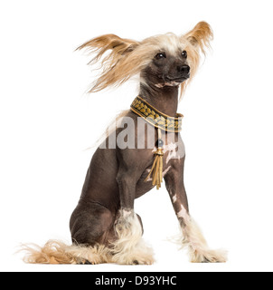 Chinese Crested Dog, 3 anni, seduto e ventoso contro uno sfondo bianco Foto Stock