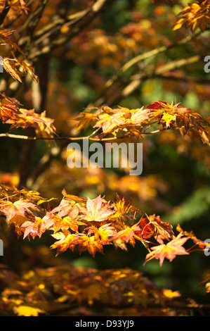 Acer shirasawanum, Shirasawa acero in autunno Foto Stock