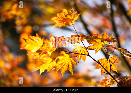 Acer shirasawanum, Shirasawa acero in autunno Foto Stock