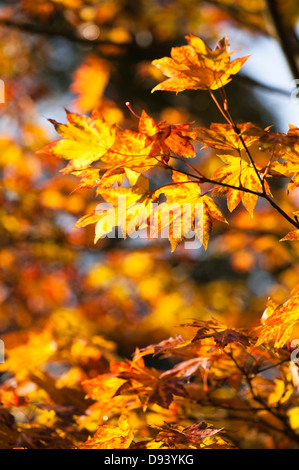 Acer shirasawanum, Shirasawa acero in autunno Foto Stock