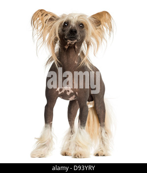 Chinese Crested Dog, 3 anni, in piedi contro lo sfondo bianco Foto Stock