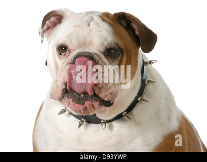 Cane leccare labbra - Bulldog inglese leccare labbra isolato su sfondo bianco Foto Stock