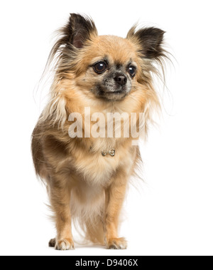 Chihuahua, 4 anni, in piedi contro lo sfondo bianco Foto Stock