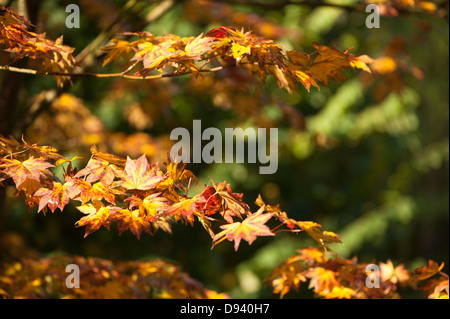 Acer shirasawanum, Shirasawa acero in autunno Foto Stock