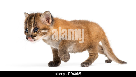 Asian golden cat, Pardofelis temminckii, 4 settimane di età, a piedi nella parte anteriore del fondo bianco Foto Stock