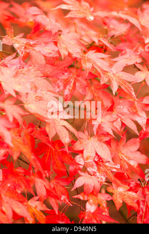 Acer palmatum ssp Amoenum, Giapponese acero in autunno Foto Stock