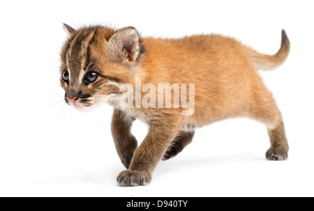 Asian golden cat, Pardofelis temminckii, 4 settimane di età, a piedi nella parte anteriore del fondo bianco Foto Stock