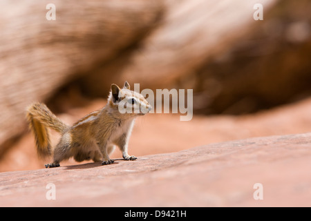 Scoiattolo striado (Tamias striatus) su roccia Foto Stock