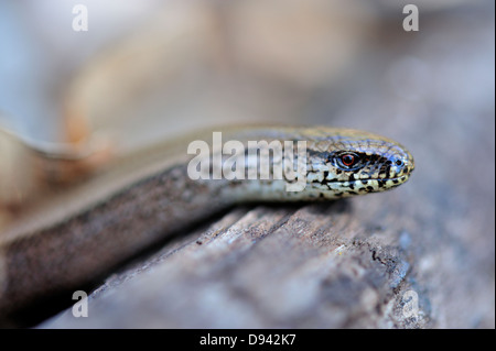 Close-up di slow worm Foto Stock