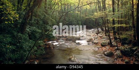 Un fiume di Great Smoky Mountains nationalpark, North Carolina, STATI UNITI D'AMERICA Foto Stock