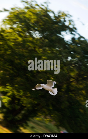 Volo del Gabbiano di mare Foto Stock