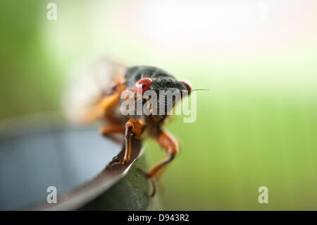 Il 9 giugno, 2013. Un adulto brood II (o brood 2) cicala Magicicada () dopo emergente dal terreno in Tenafly, New Jersey, USA. Circa 4cm (1,5 pollici), il fenomeno dei diciassette anni di cicale non è stato visto dal 1996, ma sono tornati in 2013 e grandi numeri sono emersi lungo la costa orientale degli Stati Uniti. Queste periodiche di cicale sopravvivere per 17 anni su fluidi di albero a foglie decidue radici prima di emergere in modo sincrono alla razza. Cicale adulti vivono solo per un paio di settimane prima di cadere fuori degli alberi lasciando enormi cumuli di carcasse. Noto anche come "17 anno' cicale. Foto Stock