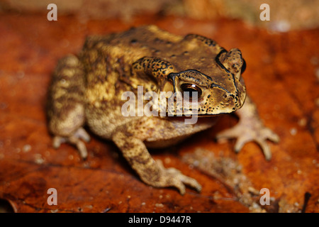 Asian il rospo comune Bufo melanostictus in Lantau Island, Hong Kong Foto Stock