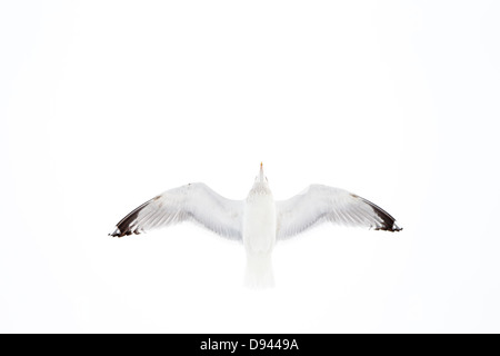 Basso angolo vista di sea gull battenti Foto Stock