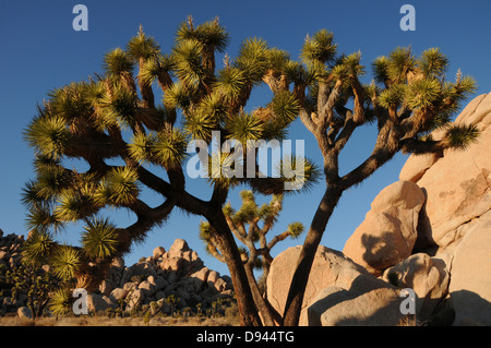 Parco nazionale di Joshua Tree prende il nome da un membro della famiglia delle agavi offre oltre 800.000 acri di terreno accidentato in California Foto Stock