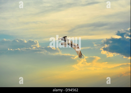 Osprey battenti in nuvole al tramonto sulla baia di Chesapeake nel Maryland Foto Stock