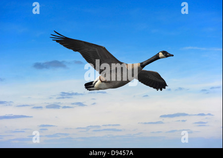 Canada Goose volare in un cielo blu vicino al tramonto in Maryland Foto Stock