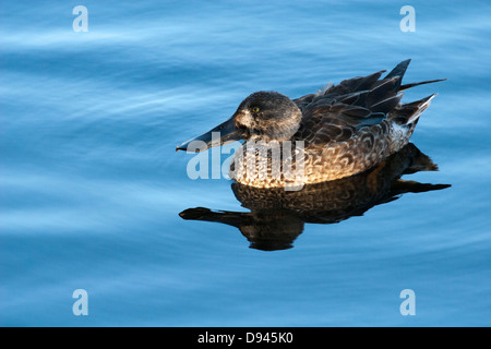 Maschio anatra settentrionale Shoveler (Anas clypeata) in inverno precipita alla riserva ecologica di Upper Newport Bay, Newport Beach, California Foto Stock