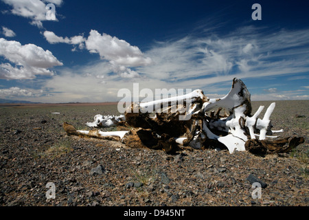Il cammello morto nel paesaggio arido, il nord-ovest della Mongolia. Foto Stock