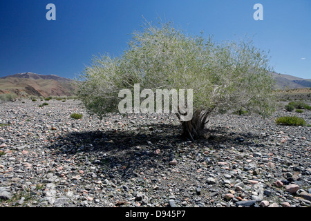 Un albero solitario nel paesaggio arido, il nord-ovest della Mongolia. Foto Stock