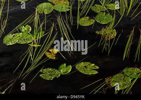 Water Lilies lascia flottante sull acqua Foto Stock