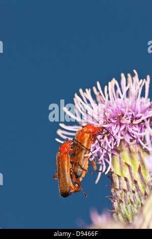 Soldato coleotteri coniugata sul fiore di cardo Foto Stock