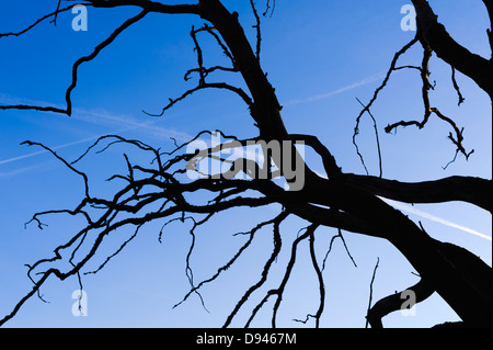 Silhouette di rami di quercia contro il cielo blu Foto Stock