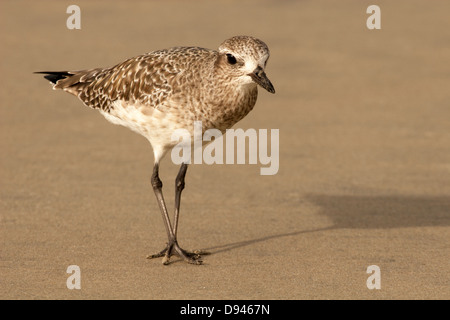 Il Plover grigio (Pluvialis squatarola), conosciuto anche come Plover dalla ribellione Nera, cammina lungo una spiaggia in inverno Foto Stock