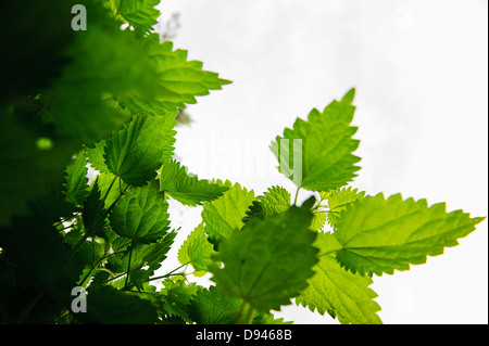 Basso angolo di visione comune di ortiche Foto Stock