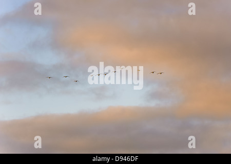 Bird battenti contro il cielo di sera Foto Stock