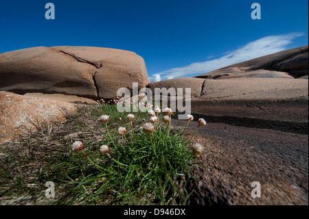 Mare fioritura rosa sul litorale Foto Stock