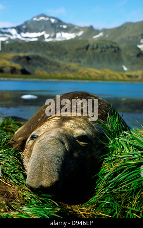 Guarnizione di elefante, Georgia del Sud. Foto Stock