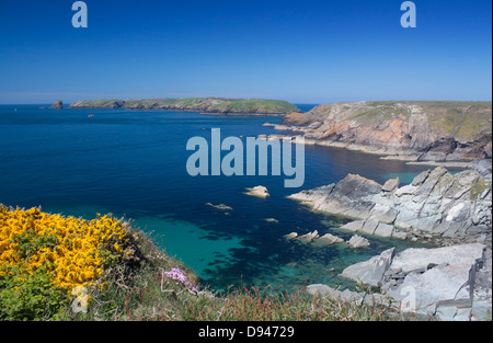 Skomer Island da Deadman's Bay sulla terraferma, con giallo gorse fiori in primavera Pembrokeshire West Wales UK Foto Stock