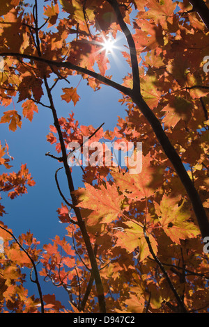 Basso angolo vista di rami con foglie di autunno Foto Stock