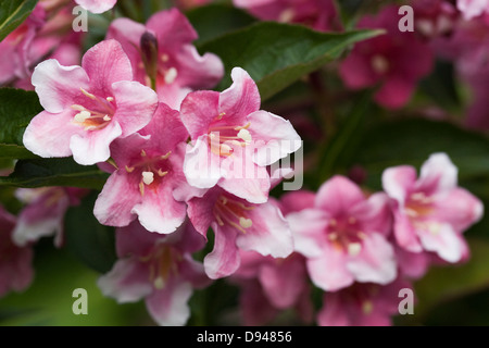 Weigela florida fiori. Foto Stock