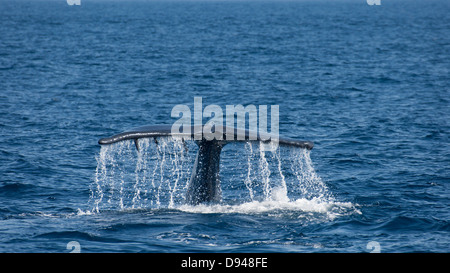 Coda della balena blu Foto Stock